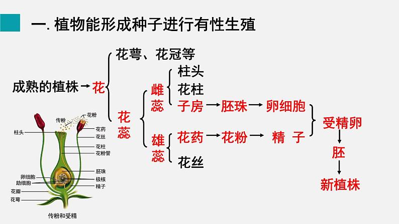 第19章生物的生殖和发育第3节植物的生殖和发育课件05