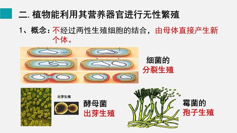 第19章生物的生殖和发育第3节植物的生殖和发育课件07