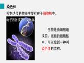 第20章生物的遗传和变异第2节性状遗传的物质基础课件