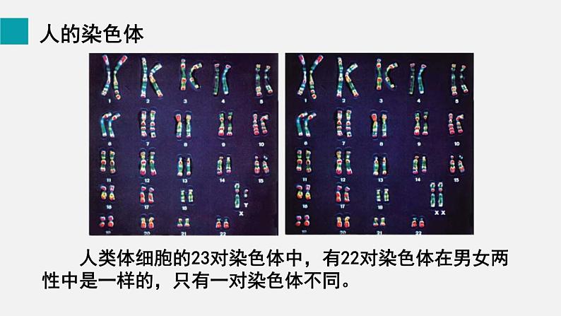 第20章生物的遗传和变异第4节性别和性别决定课件第5页