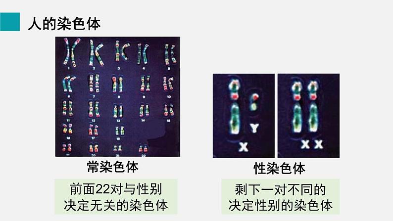 第20章生物的遗传和变异第4节性别和性别决定课件第6页