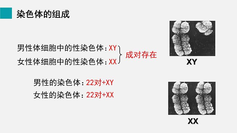 第20章生物的遗传和变异第4节性别和性别决定课件第7页