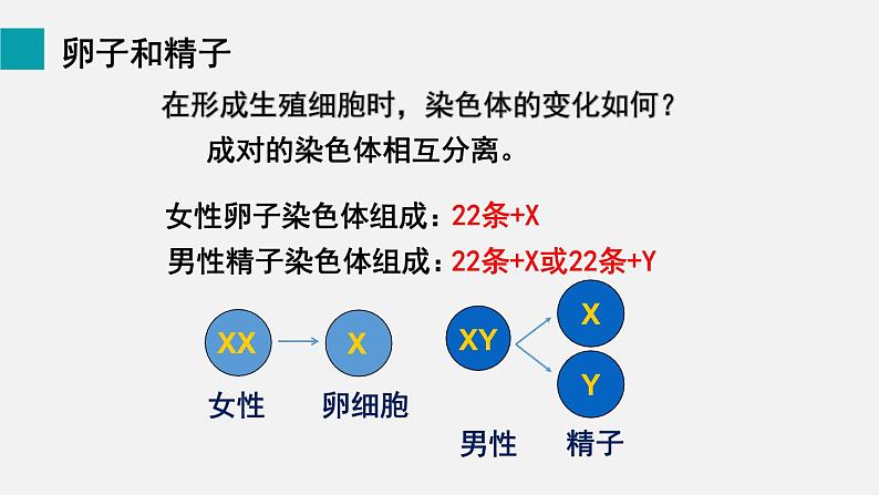 第20章生物的遗传和变异第4节性别和性别决定课件第8页