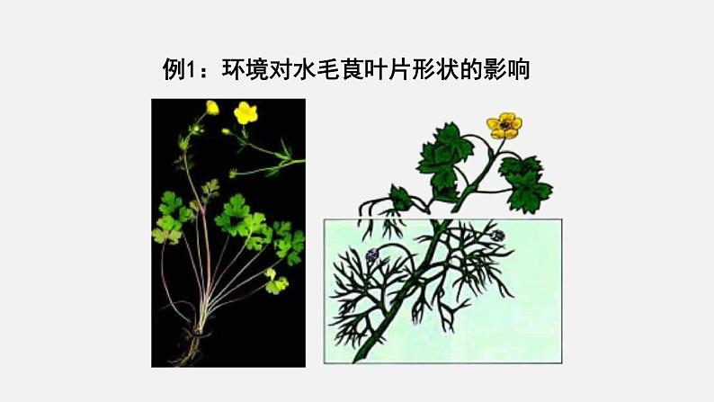 第20章生物的遗传和变异第5节遗传和环境课件第6页