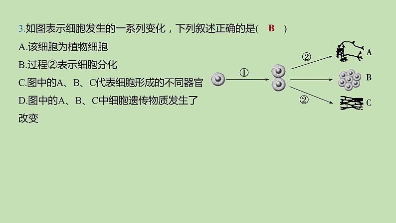 2023-2024学年六年级生物鲁教版（五四学制）课件---第3章 细胞怎样构成细胞体复习第5页