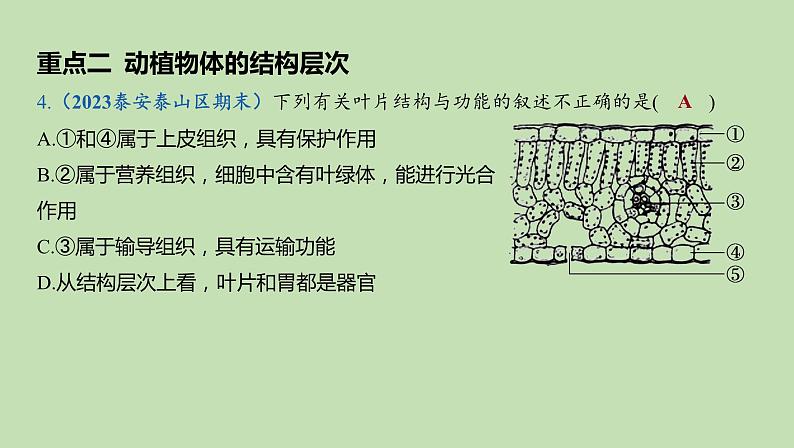 2023-2024学年六年级生物鲁教版（五四学制）课件---第3章 细胞怎样构成细胞体复习第6页