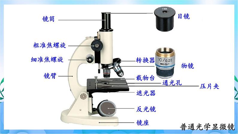 人教版七上生物2.1.1《练习使用显微镜》课件+视频素材05