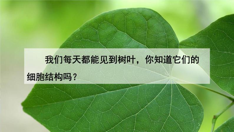 人教版七上生物2.1.2《植物细胞》课件+视频素材02