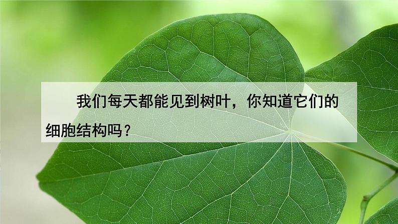 人教版七上生物 第二节 植物细胞第2页