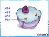 人教版七上生物 2.1.4 细胞的生活 课件