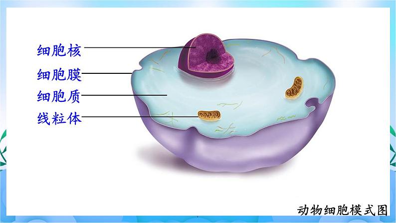 人教版七上生物 2.1.4 细胞的生活 课件03