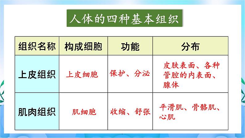 人教版七上生物 第二节 动物体的结构层次第7页