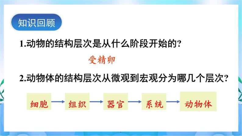 人教版七上生物 2.2.3 《植物体的结构层次》课件02