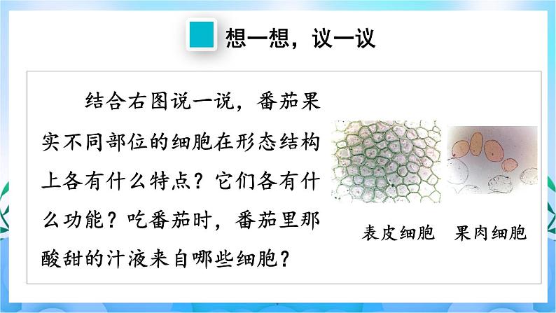 人教版七上生物 2.2.3 《植物体的结构层次》课件08