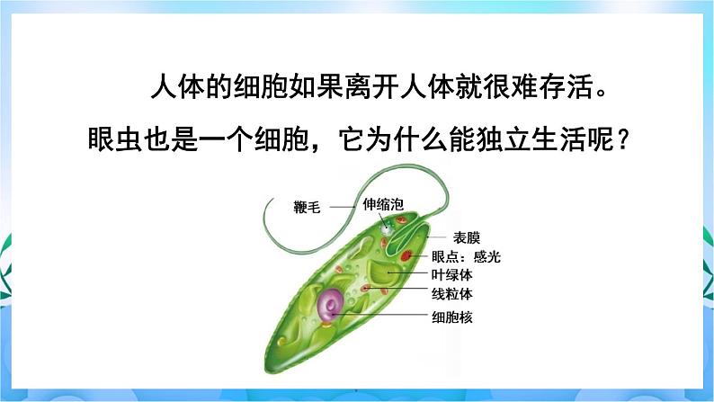 人教版七上生物2.2.4《单细胞生物》课件+视频素材03