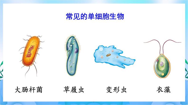 人教版七上生物2.2.4《单细胞生物》课件+视频素材05