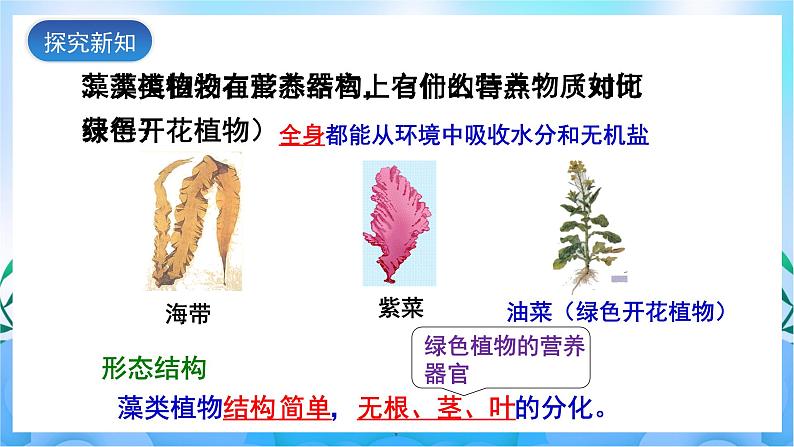 人教版七上生物 3.1.1《藻类、苔藓和蕨类植物》课件07