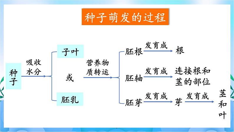 人教版七上生物3.2.1《种子的萌发》第2课时 种子萌发的过程及测定种子的发芽率 课件+视频素材04