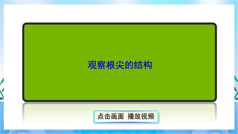 人教版七上生物3.2.2《植株的生长》课件+视频素材08