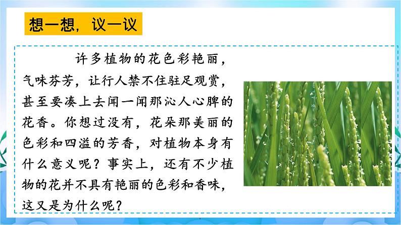 人教版七上生物3.2.3《开花和结果》课件+视频素材08