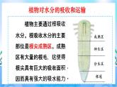 人教版七上生物3.3《绿色植物与生物圈的水循环》课件+视频素材