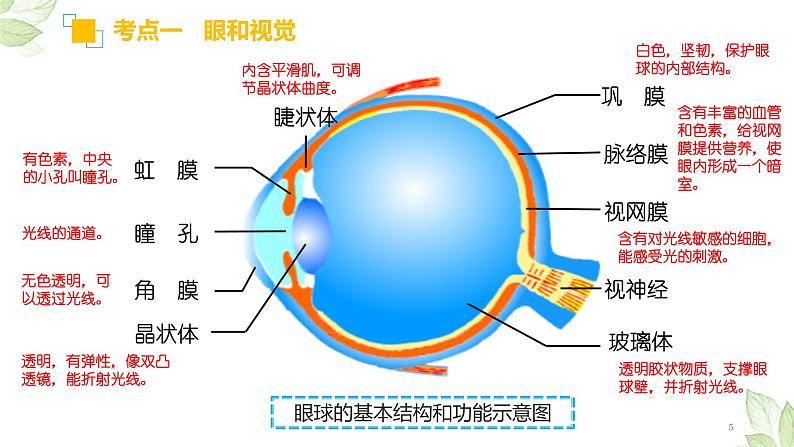 中考生物一轮复习习题精炼课件 专题14 人体生命活动的调节（含答案）05