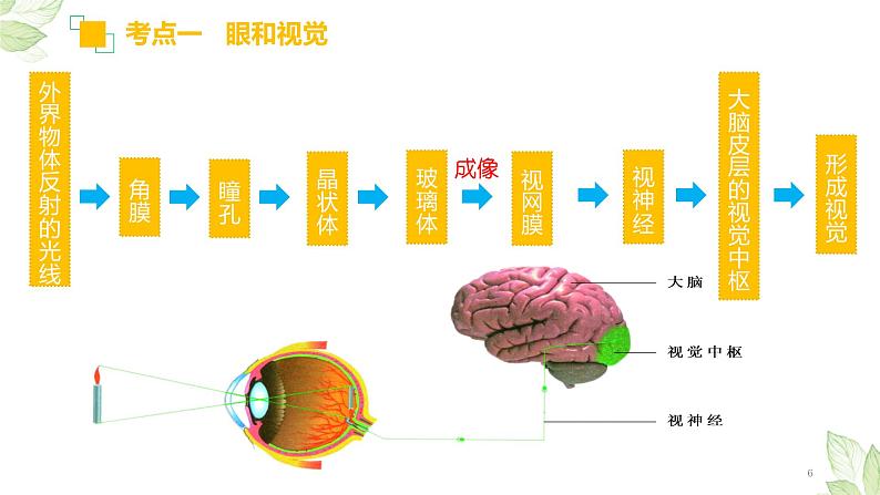 中考生物一轮复习习题精炼课件 专题14 人体生命活动的调节（含答案）06