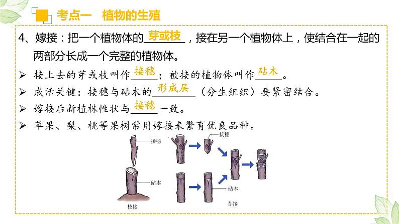 中考生物一轮复习习题精炼课件 专题19 生物的生殖和发育（含答案）07