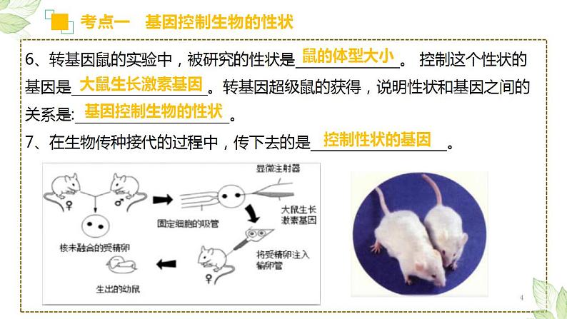 中考生物一轮复习习题精炼课件 专题20 生物的遗传和变异（含答案）第4页