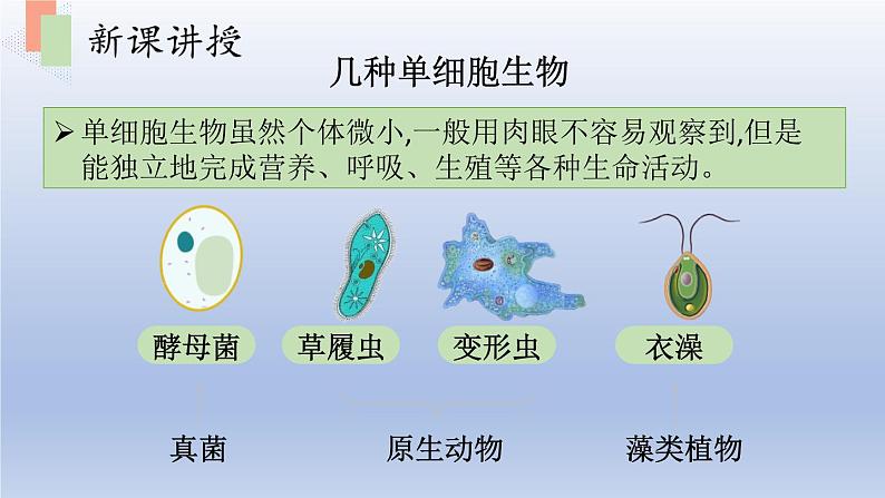 第四章生物体的组成第一节单细胞生物课件05