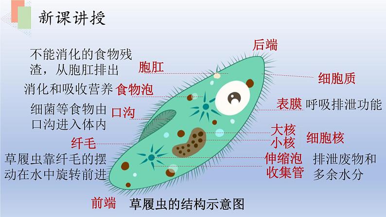 第四章生物体的组成第一节单细胞生物课件06