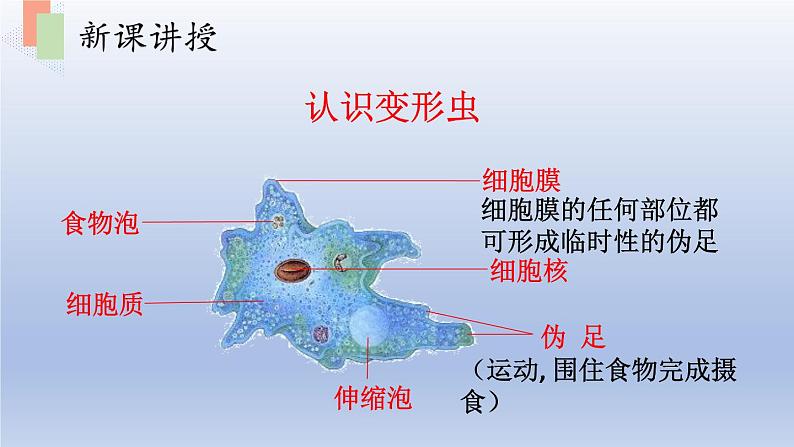 第四章生物体的组成第一节单细胞生物课件08