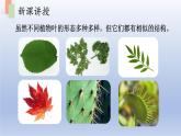 第六章绿色植物的光合作用和呼吸作用第二节植物光合作用的场所课件