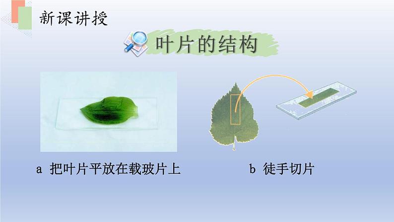 第六章绿色植物的光合作用和呼吸作用第二节植物光合作用的场所课件第8页