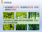 第七章绿色植物在生物圈中的作用第一节绿色植物是食物之源课件