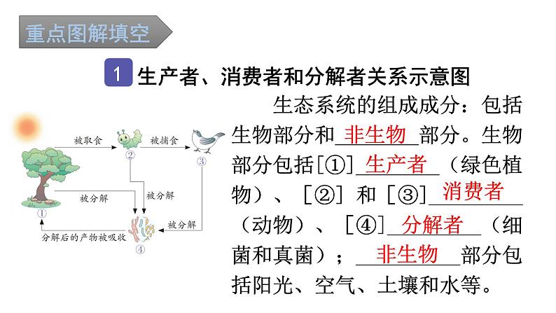 中考生物复习第一单元生物和生物圈知识点课件02