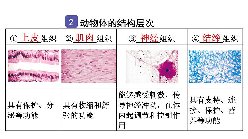 中考生物复习第二单元第二章细胞怎样构成生物体知识点课件04