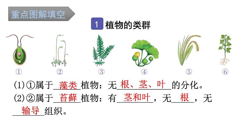 中考生物复习第三单元第一章生物圈中有哪些绿色植物知识点课件第2页