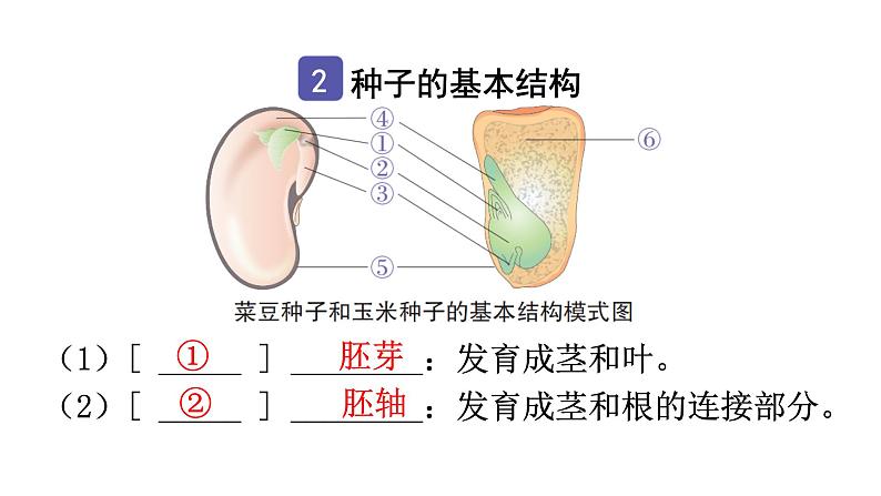 中考生物复习第三单元第一章生物圈中有哪些绿色植物知识点课件第4页