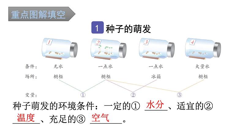 中考生物复习第三单元第二章被子植物的一生知识点课件02