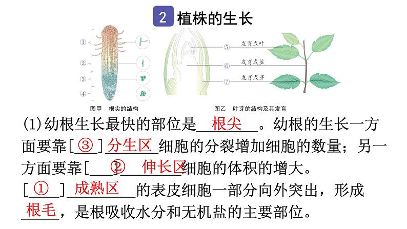 中考生物复习第三单元第二章被子植物的一生知识点课件03