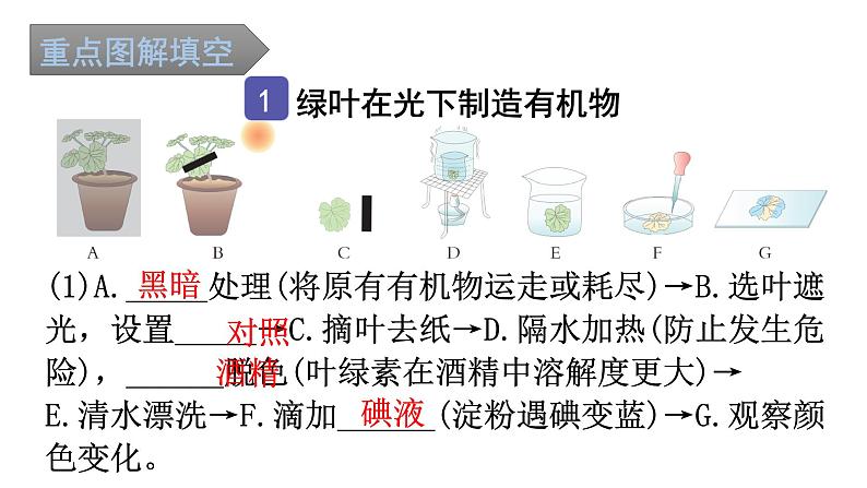 中考生物复习第三单元第四章绿色植物是生物圈中有机物的制造者知识点课件02