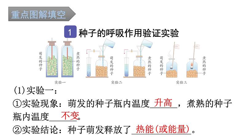 中考生物复习第三单元第五章绿色植物与生物圈中的碳-氧平衡知识点课件02