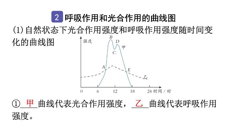 中考生物复习第三单元第五章绿色植物与生物圈中的碳-氧平衡知识点课件04