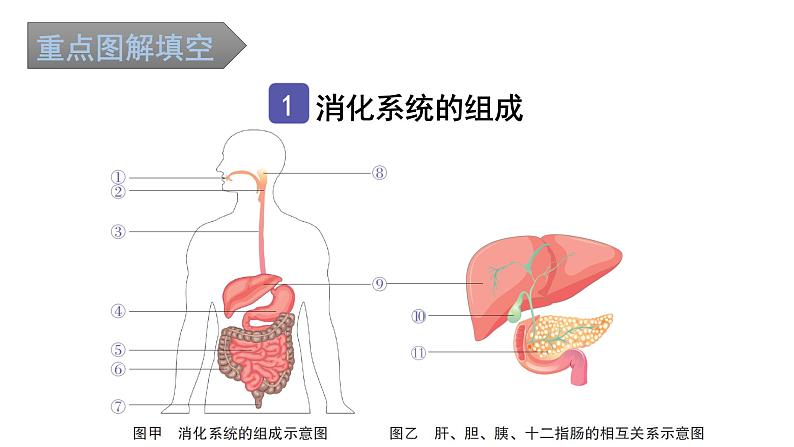 中考生物复习第四单元第二章人体的营养知识点课件02