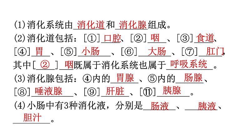 中考生物复习第四单元第二章人体的营养知识点课件03