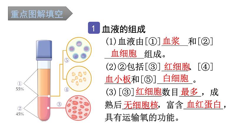 中考生物复习第四单元第四章人体内物质的运输知识点课件02