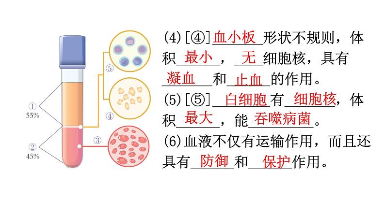 中考生物复习第四单元第四章人体内物质的运输知识点课件03