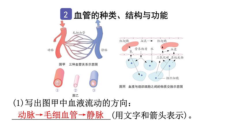 中考生物复习第四单元第四章人体内物质的运输知识点课件04