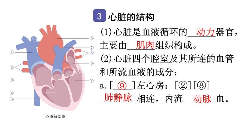 中考生物复习第四单元第四章人体内物质的运输知识点课件07